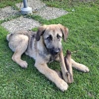 Lias-fröhlicher Schatz wartet in Hofheim, Hund zur Adoption