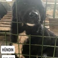 NALANI ab sofort auf PS in 50170 Kerpen, Hündin zur Adoption