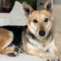 Freundliche Siri sucht Familienanschluss, Hündin zur Adoption