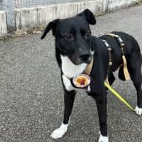 Elegante Dame Liva, Hündin zur Adoption