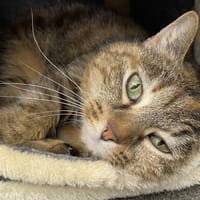 KAÏE, chatte à adopter