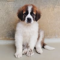 MAA 3610, chien à adopter