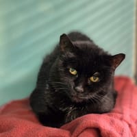 Diddlina, chatte à adopter