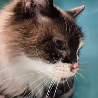 GUINGLANGE QCT (a trouvé sa famille), chat à adopter