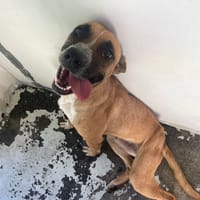 COCO, chienne à adopter