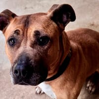 MIA, chienne à adopter