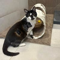 Pirouette, chatte à adopter