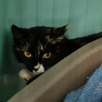 GANDRANGE QCT, chatte à adopter