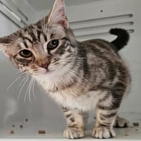 MOUSTACHE (réservé), chat à adopter