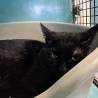 BABYFOOT QCT, chat à adopter