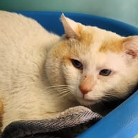 CHARLY QCT, chat à adopter