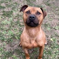 Timon CAA14937, chien à adopter