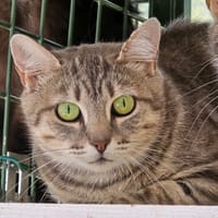 Mitaine, chatte à adopter