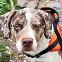 IVAR, chien à adopter