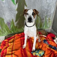 SARABI, chienne à adopter