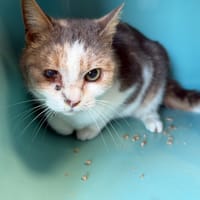 CORONA, chatte à adopter