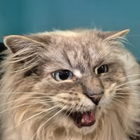 GRISPSY QCT (a trouvé sa famille), chat à adopter