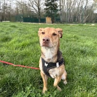 VOYOU, chien à adopter