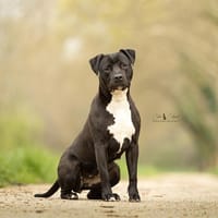 Dior, chienne à adopter