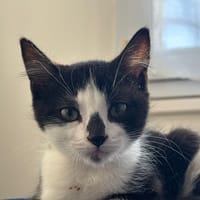 AZE, chat à adopter