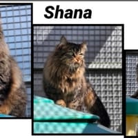 SHANA (Réservée), chatte à adopter