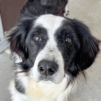 Rusty, chien à adopter