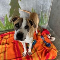 DAMEAS, chien à adopter