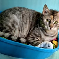 Laska, chatte à adopter