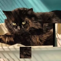 LEROY, chat à adopter