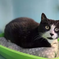 Bouchon, chat à adopter