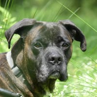 ODEON, chien à adopter