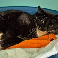 GEBLANGE QCT, chat à adopter