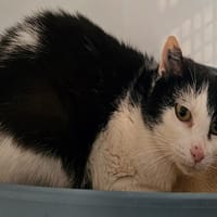 CALINE (réservée), chatte à adopter