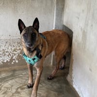 ROXY VAA, chienne à adopter