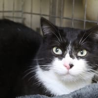 uby, chat à adopter