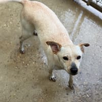 SHOUNE VAA, chienne à adopter
