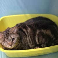 LAPINE, chatte à adopter