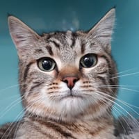 Frileuzz, chatte à adopter