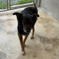 ERIN VAA, chien à adopter