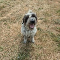 FOUFILLE, chienne à adopter