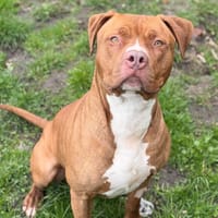 Rocco CAA14928, chien à adopter