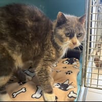 ZIGGY, chatte à adopter