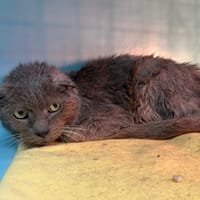 GROS MINOU, chat à adopter