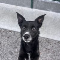 ANGE, chien à adopter