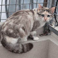 Leela, chatte à adopter