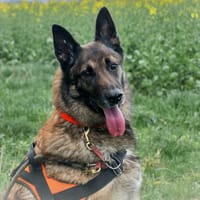 BLACK HAA24726, chien à adopter