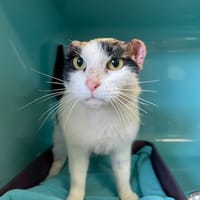 FLEUR, chatte à adopter