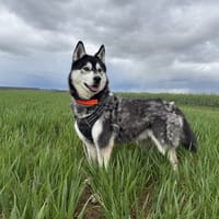 SKOLL, chien à adopter