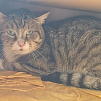 voyou, chat à adopter