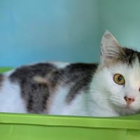 Nenette, chatte à adopter
